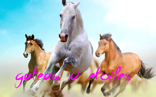 Plaque azyme chevaux