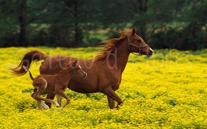 Plaque azyme Cheval